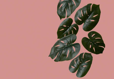Falling leaves of tropical monstera and copy space. Creative concept of jungle summer and levitation.の写真素材
