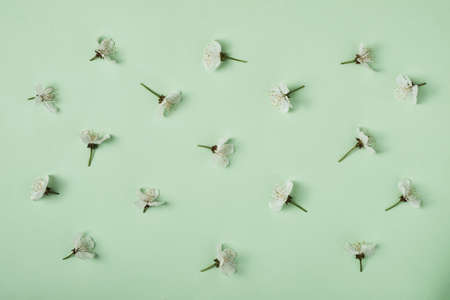 White leaves of sweet cherry blossoming in spring are arranged in a pattern. Spring and development minimal concept.の写真素材