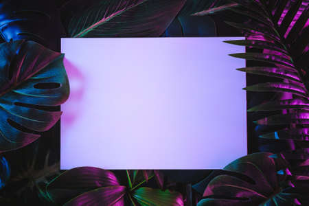 Surreal trending mystical and jungle in neon light and copy space paper sheet. Bright tropical contemporary palms and other exotic plants.の写真素材