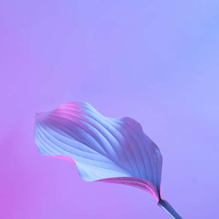 Plant leaf in the future with innovation and technology in neon illuminated light. The minimal concept of nature and the future.の写真素材