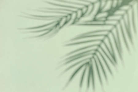 Silhouette of a tropical palm tree on a green background. Sunny summer concept.の写真素材