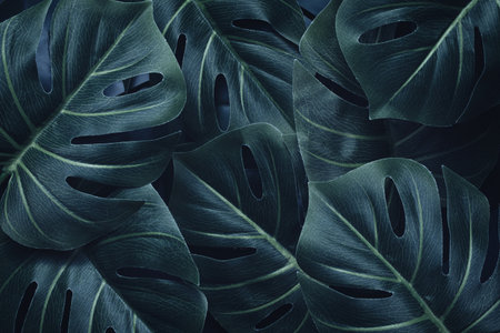 Dramatic contemporary palm event and monstera leaf pattern. Flat lay. Nature concept.の写真素材