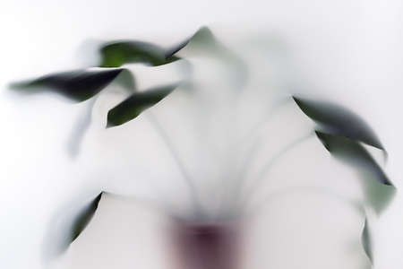 Home green plant in a clay pot behind looks blurred in thick fog.の写真素材