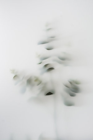 A green plant with leaves has an indistinct outline in the fog. Minimal trend photo.の写真素材