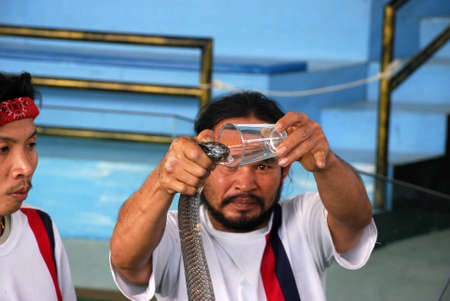 This photho was taken in Thailand on January, 2011.Dangerous trick on extraction of poison from a venomous snake.のeditorial素材