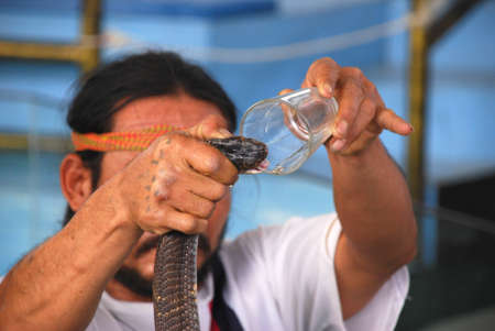 This photho was taken in Thailand on January, 2011.Dangerous show on extraction of poison from a venomous snake.の写真素材