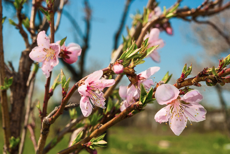 The branch of blossoming apple tree on a white background.の写真素材