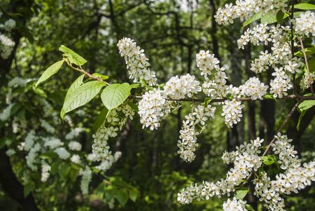 Flowering branch of bird-cherry.の写真素材
