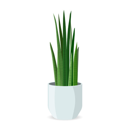Home Plant in Pot Flat Illustration, Isolated. Decorative Indoor Cartoon Flowerpot Exotic Flora. Domestic Horticulture. Natural Exotic Window or Interior Decoration. Office or Houseplant.のイラスト素材