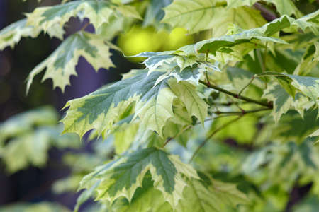 Maple tree leaf background. Green spring brunch in sunrise. Beautiful nature foliage wallpaper....