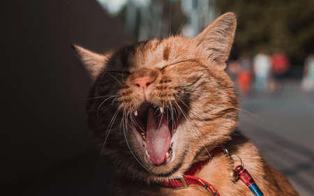 Funny red cat like lion. Street pet life. Adorable animal kitten like comic. Pretty kitty laugh face in outdoor. Best cute ginger fluffy head posture with open mouthの写真素材