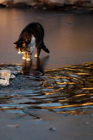 Cat at frozen water crossing strait. Cute domestic animal. Adorable cats portrait on ice. Young street cat at park, late autumn. One lovely kitten outdoors, funny animalの写真素材
