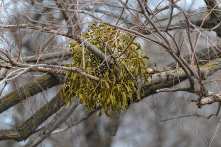 Mistletoe, viscum album with berry gorwing on branch. Natural wood parasite, european mistletoe,...
