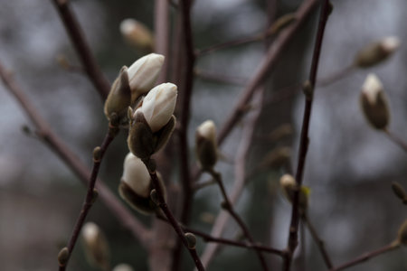 White maglolia flower blossom in black background. Beautiful bloomong magnolia tree, outdoor botany. Magnolia branch closeup, petals macro, white flowersの写真素材