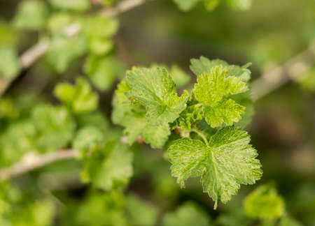 currant bush green wet springの写真素材