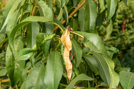 Parasitic defeat of tree and fruit peach close-up. The concept of protecting an orchard from pestsの写真素材
