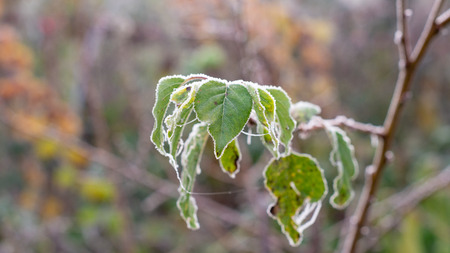 frost on lawn grass and leaves of trees close-up in autumn. The concept of the first frost