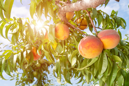 Peach fruits on a tree branch with leaves against a blue sky. Fruit Peach Garden Conceptの写真素材