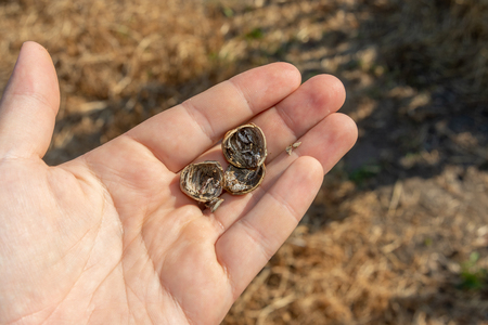 hazelnuts in the hand are damaged by parasites and diseases of rot. Pests and hazelnut garden a...