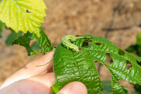 larvae caterpillar eats hazelnut nut leaves close-up macro. Walnut garden a pestsの写真素材