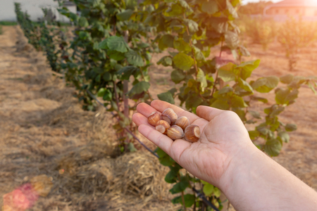 Closeup of hazelnuts piled in the palm of hand against the background of bushes. Autumn a Harvestingの写真素材