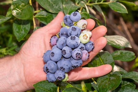 blueberry berry collected in bunch of close-ups on a green bush. Nutrition Nutrition Concept