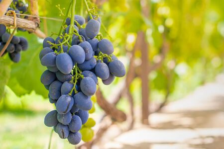 blue ripe large grapes close-up macro. Grape bush with bunches berries and green leavesの写真素材
