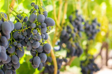 blue ripe large grapes close-up macro. Grape bush with bunches berries and green leaves