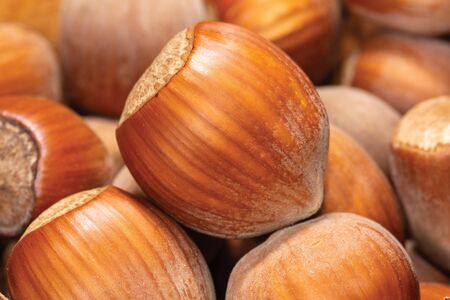 Macro photo of an inshell hazelnut on a background of scattered nuts by a large stall. Background textureの写真素材