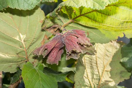 flowers and ripe nuts of hazelnuts on bushes with green and red leaves close-up macro. Hazelnut Industrial Gardenの写真素材