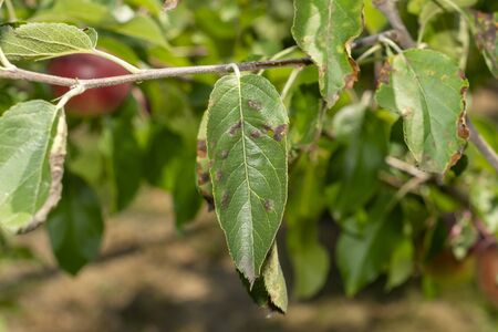 scab on the leaves and fruits of an apple tree close-up. Diseases in the Apple Orchard