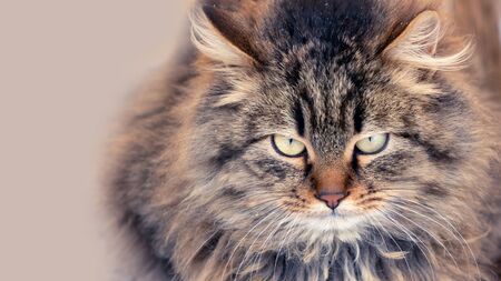 angry displeased gray-brown cat with fluffy long hair. Sitting on street in winter