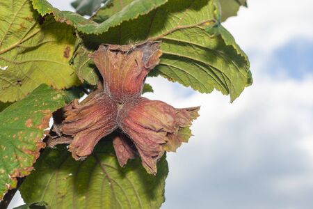 flowers and ripe nuts of hazelnuts on bushes with green and red leaves close-up macro. Hazelnut...