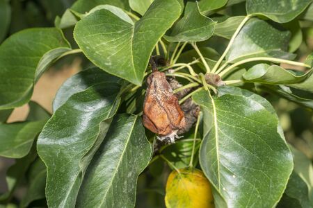 pear fruit on tree close-up with disease and rot. Garden Protection Conceptの写真素材