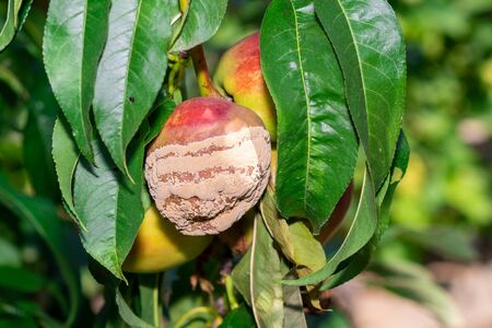 sick wrinkled green leaves and nectarine fruits in the garden on tree close-up macro. Peach Orchard Disease Conceptの写真素材