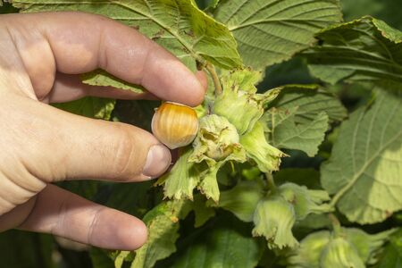 flowers and ripe nuts of hazelnuts on bushes with green and red leaves close-up macro. Hazelnut Industrial Gardenの写真素材