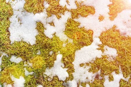 White snow texture background on green lawn grass in sun. Copy spaceの写真素材