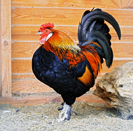 Fire rooster symbol of the 2017 year