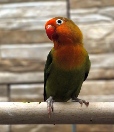 Parrot small green with red plumage near the headの写真素材