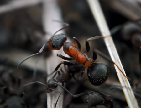 Ant at the wood stick top viewの写真素材