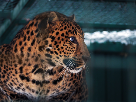 Leopard yellow portraitの写真素材