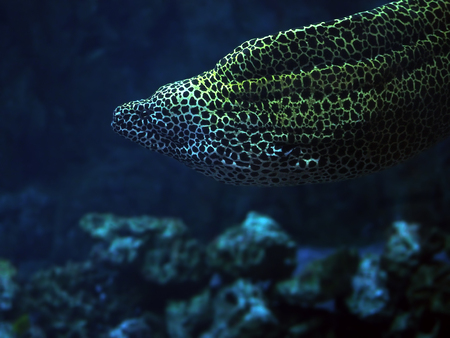 Murena spotted snake at the blue sea near the coral close up