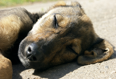 Adorable puppy sleeping on the sunの写真素材