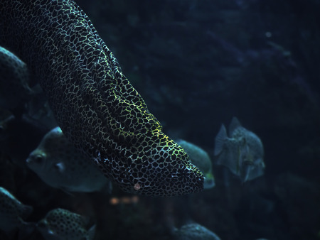 Murena spotted close-up at the deep oceanの写真素材