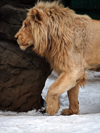 Lion at the snow walking close upの写真素材
