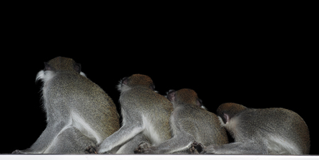 Group of monkeys sitting in a row close to each other  isolated on black view from backの写真素材