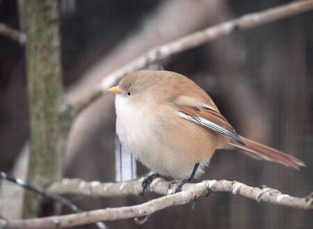 Small cute bird sitting at branchの写真素材