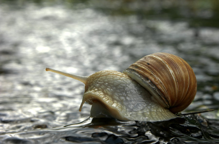 Snail superstar on the rockの写真素材
