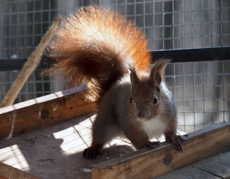 Squirrel at funny poseの写真素材