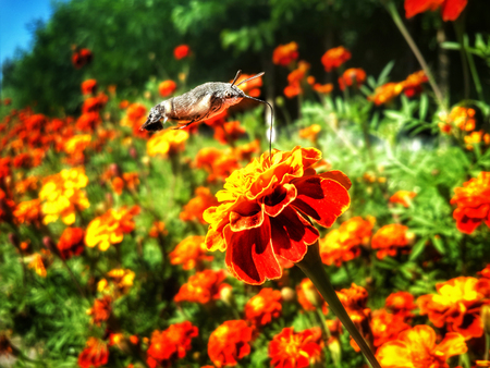 Butterfly Sphingidae on the red tageteの写真素材